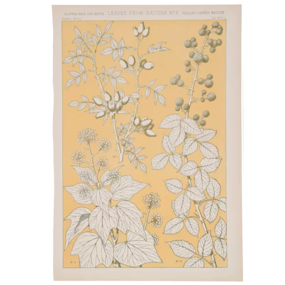 Leaves From Nature Lithograph<Rarities Shop